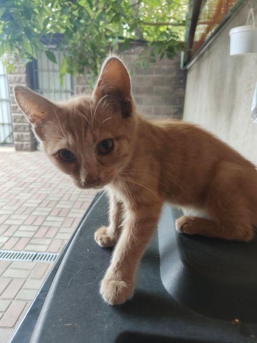 Котята, бесплатно