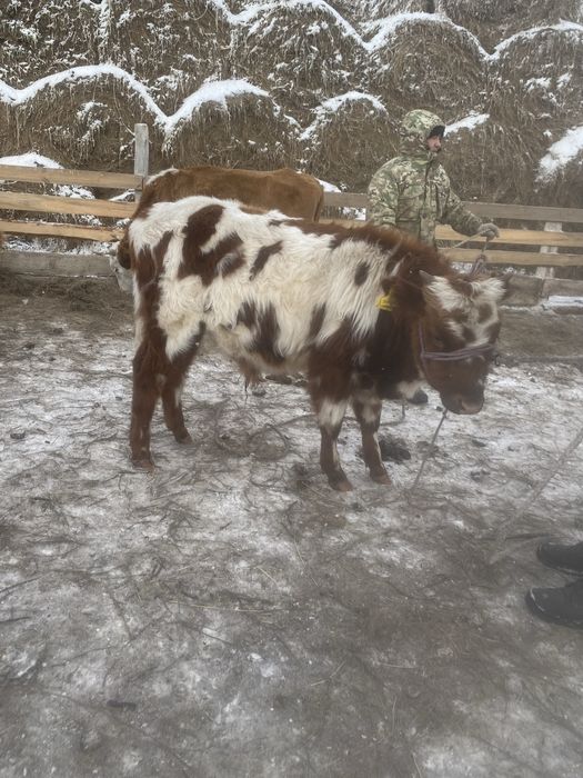 14 бас 1 жасар потсос бұқалар сатылады