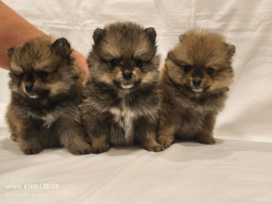 Очаровательные щенки шпица.