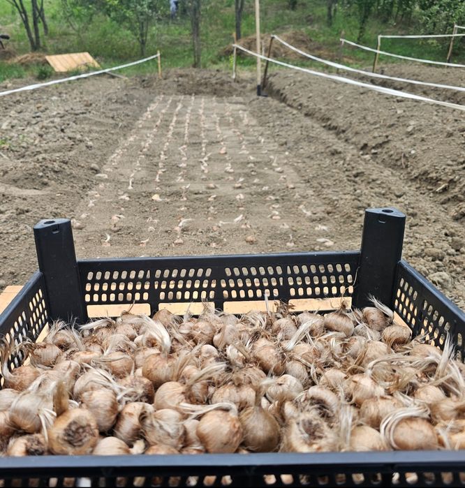 Bulbi de șofran /șofran pur