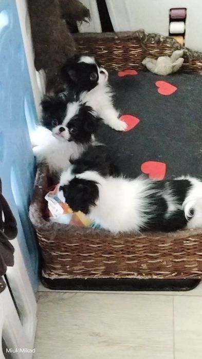 Щенки японского хина.