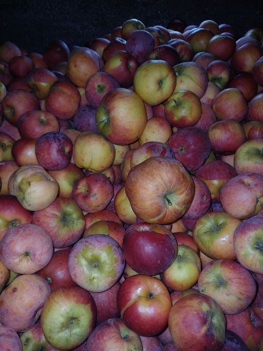 Mere  soiul  Florina