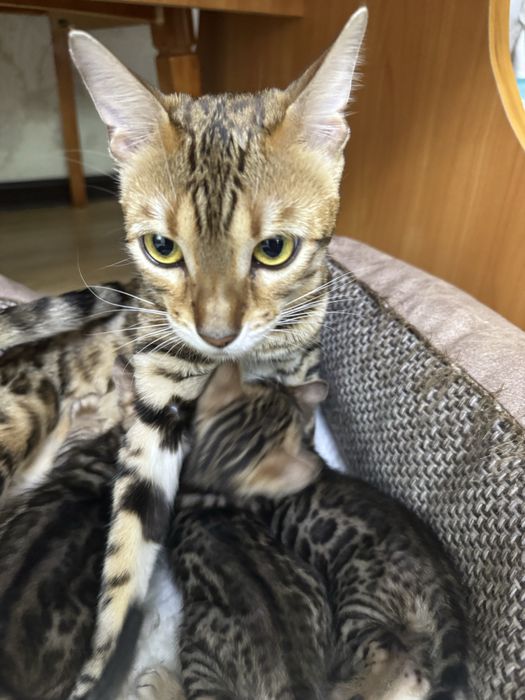 Продам бенгальских котят