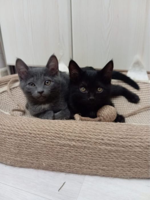 котята 1-2 месяцные