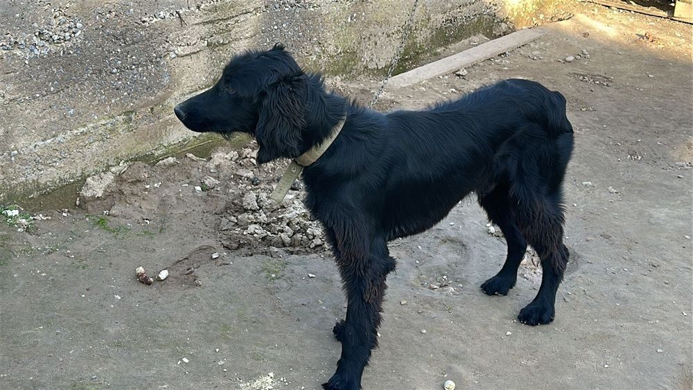 ТАЗЫ(казахская борзая)