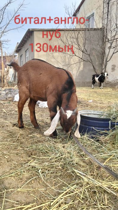 Таза қанды ешкілер