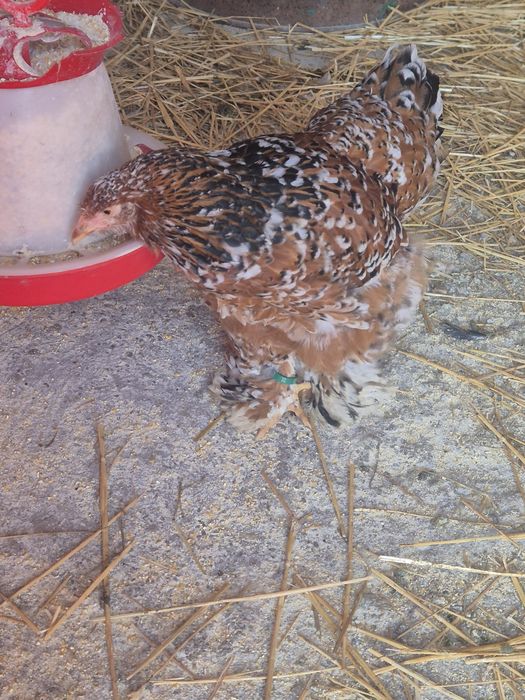 Ouă brahma portelan pentru incubat