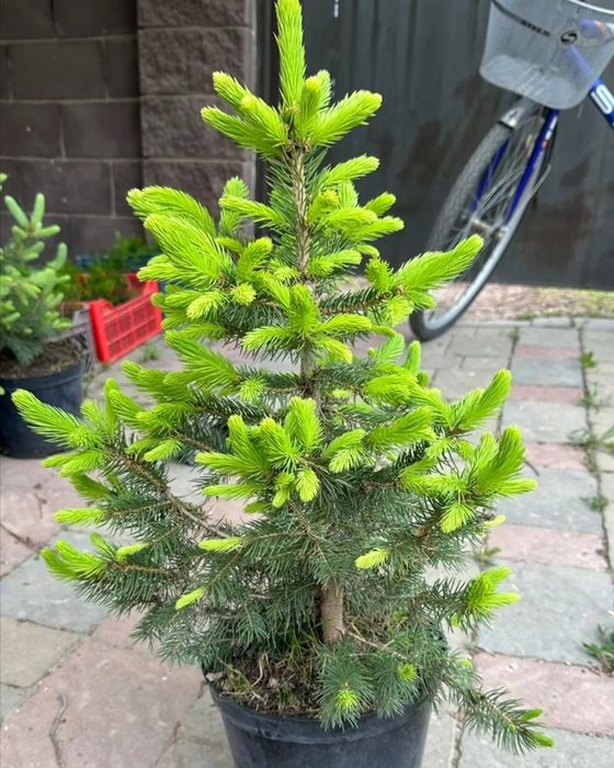 Ель Маджестик Блю 40-50см