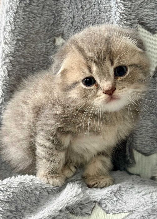 плюшевые малыши вислоушки