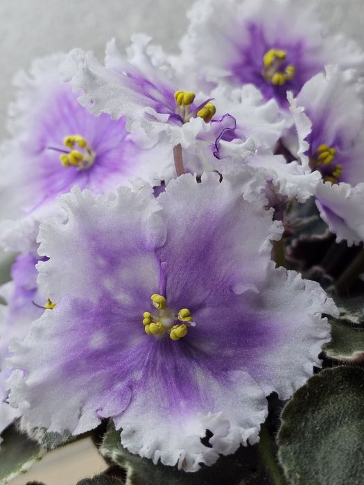 Фиалка Dn-Дух Рiздва