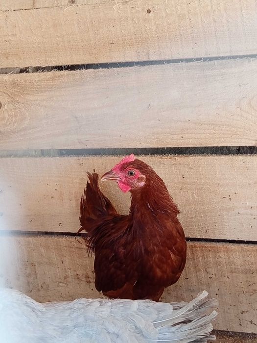 Vând cocoși mii de flori