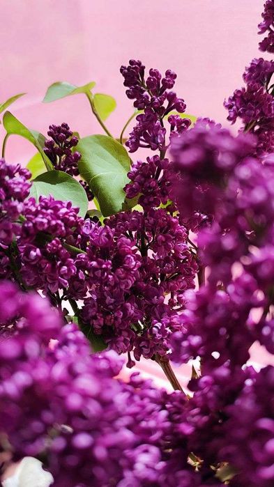 Продадим два куста махровой сирени