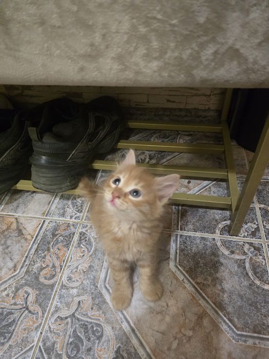 Котята 1,5месяца