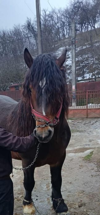 Vând,mânz de 3 ani