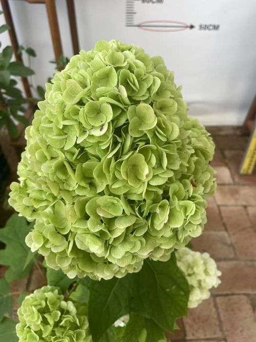 Хитойдан тугридан-тугри биринчи кул кучатлар