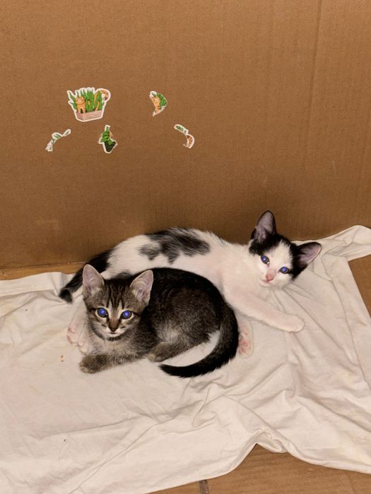 Отдам котят 2 мальчика и девочка