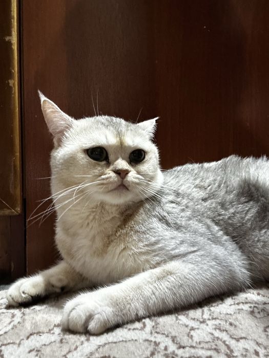 British Shorthair