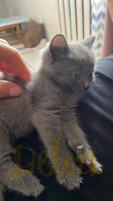 отдам котят даром в добрые руки