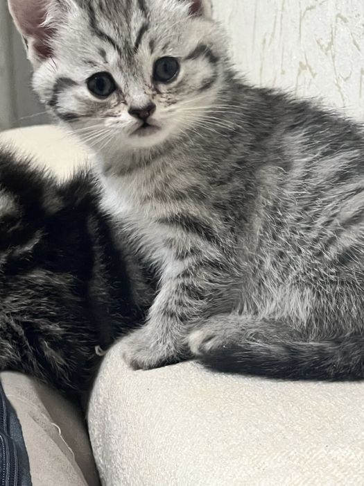 Девочка шотландка