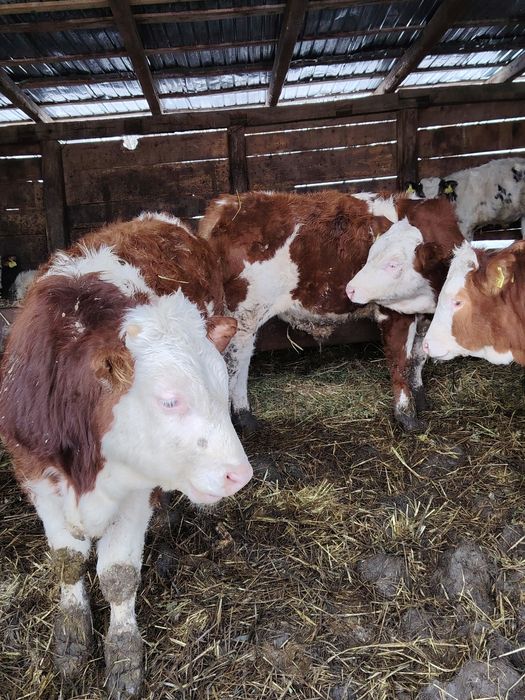 Vând viței bălțați și belgieni