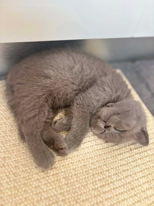 Британски котенца
