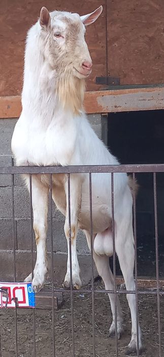 Saanen tapisori din parinti de calitate.