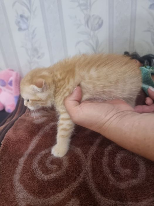 Продаётся котёнок Скотиш фолд  девочка