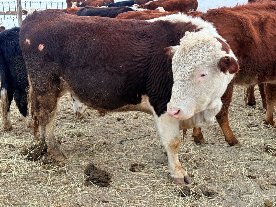 Ақбас бұқа 2 категориялы