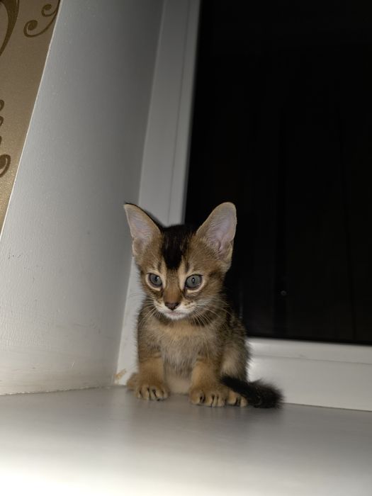 Абиссинский котенок