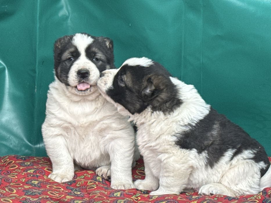 Төбет күшіктері сатылады