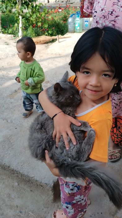 Mushuk  sotiladi rangi kulrang tusga ega bu