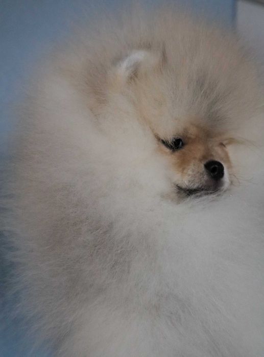 Страхотно момченце померан с родословие FCI