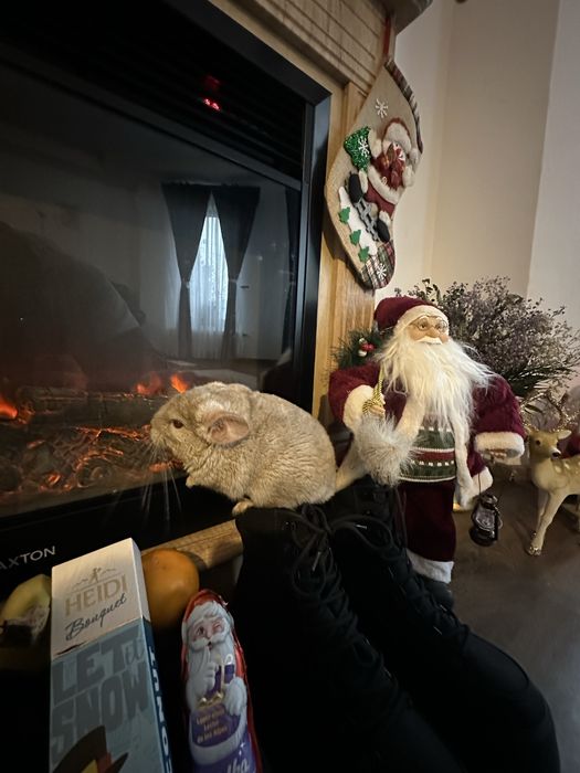 Vand Șinisla mascul si femela