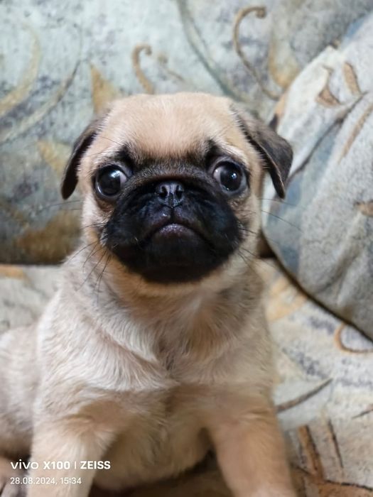 Продам щенков Мопса.