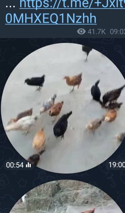 Tovuq bolalari bilan