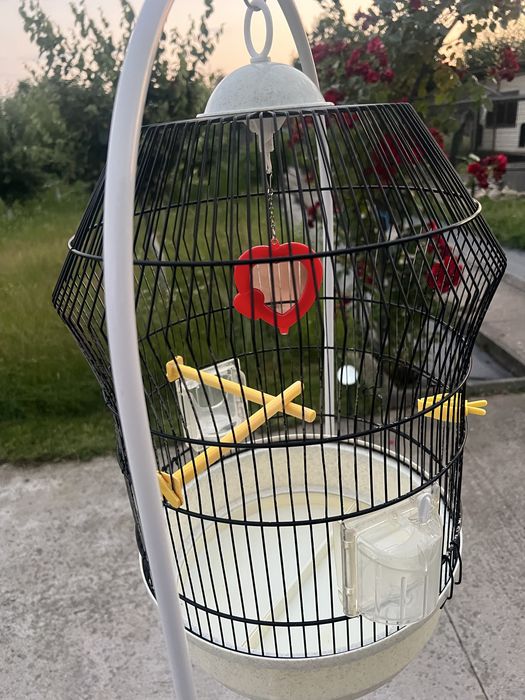 Pereche papagali cântători + colivii