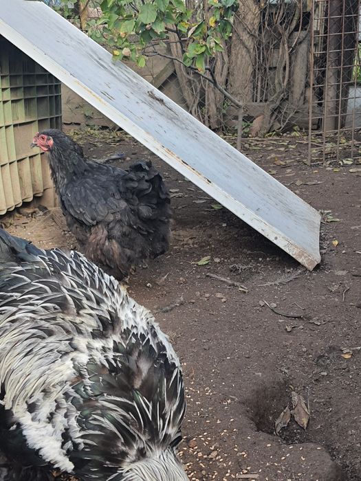 gaini brahma de vanzare