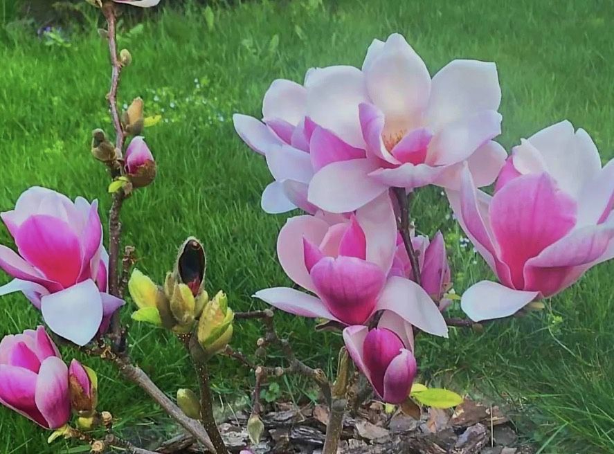 Магнолия карликовая до 2,5 м растет, 3 сорта