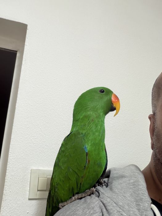 Papagal eclectus mascul 2025, blind