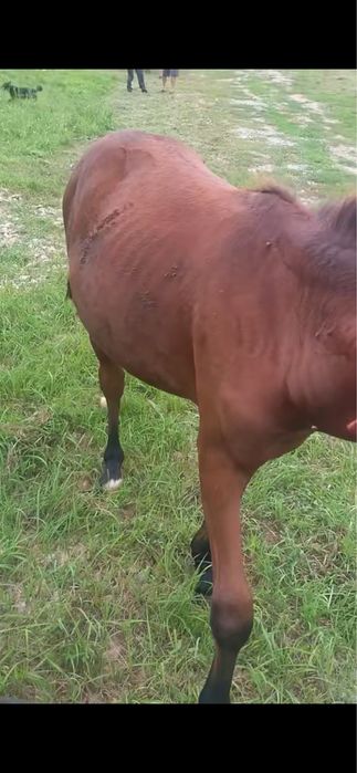 Vand manza trotineta