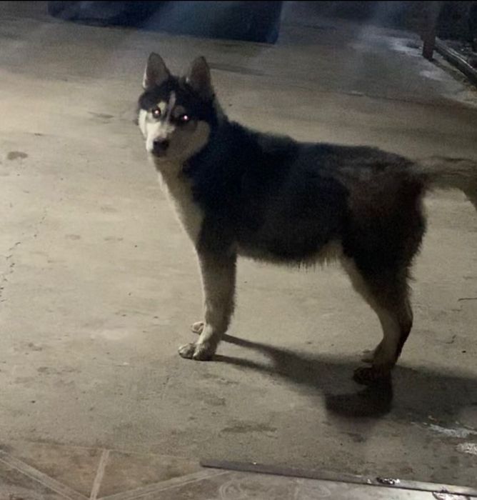 Собаки домашние животные