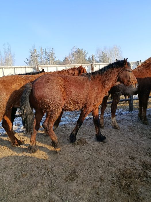 Продам лошадей  с откорма