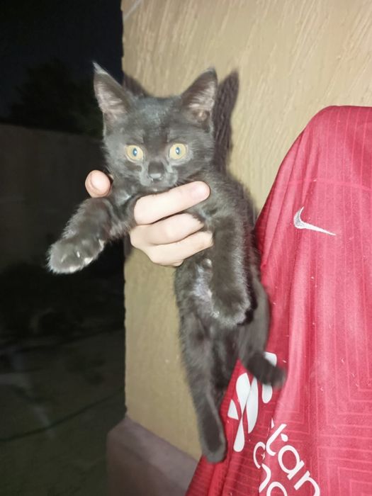 Отдам котёнка в добрые руки