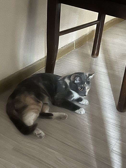 Отдам в добрые руки кошку и котенка в одни руки