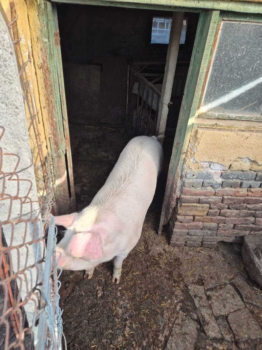 Домашни Прасета - 7 лв./кг.