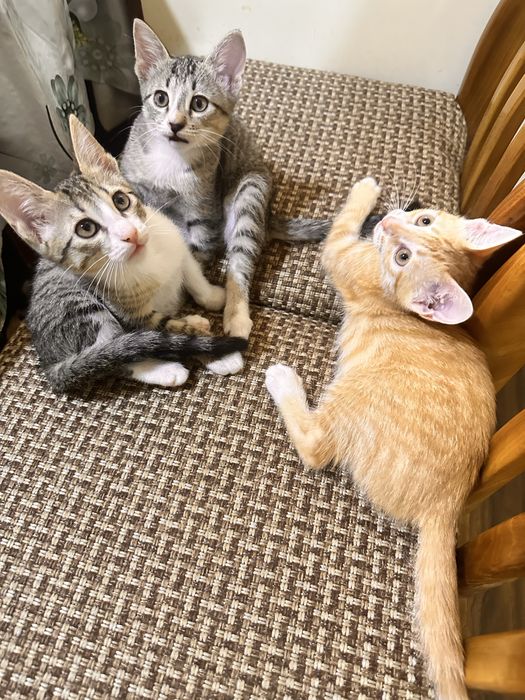 Отдам котят в хорошие руки