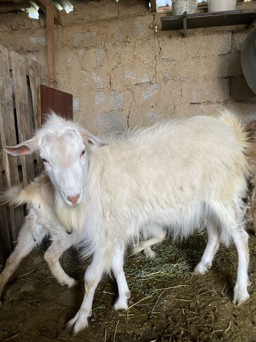 Теке сатылады 1 жасар