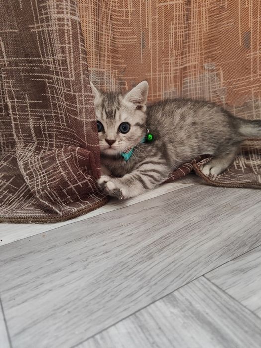 Скоттиш Страйт (мальчик)