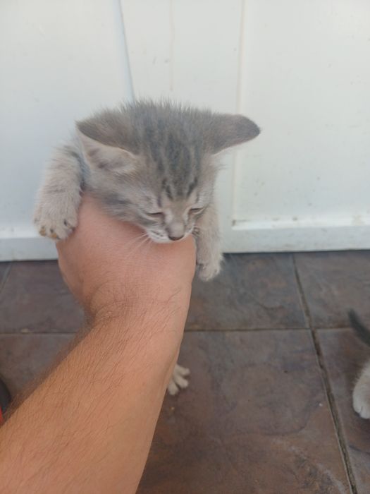 Отдам котят даром