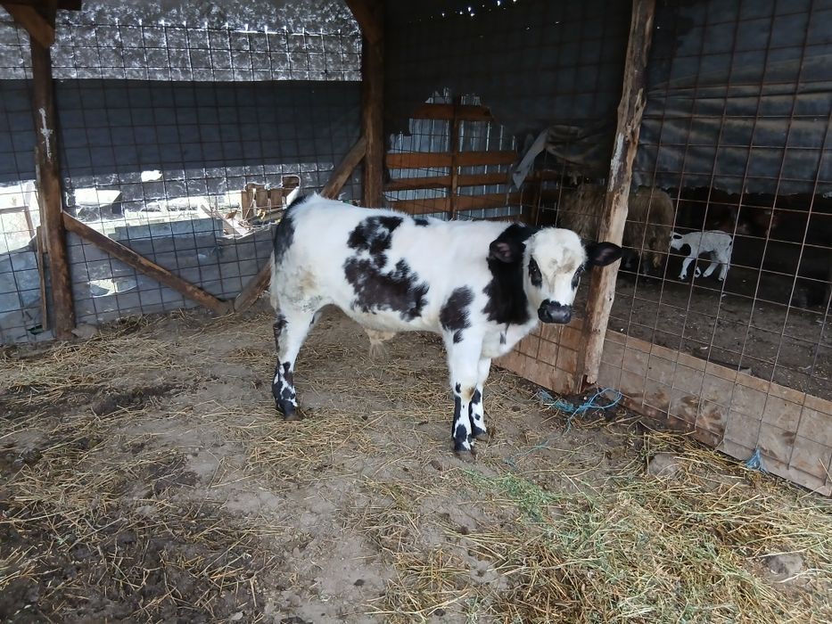 Vând vitei de carne